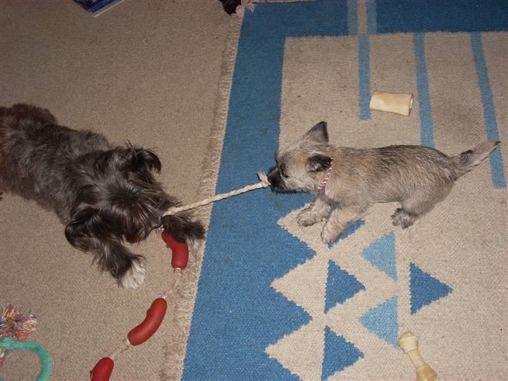 Min dejlige hund bounty billede 19