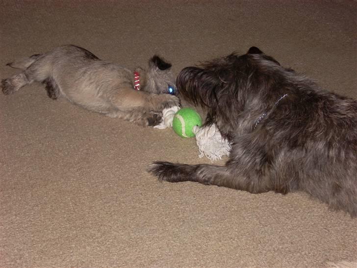 Min dejlige hund bounty billede 20