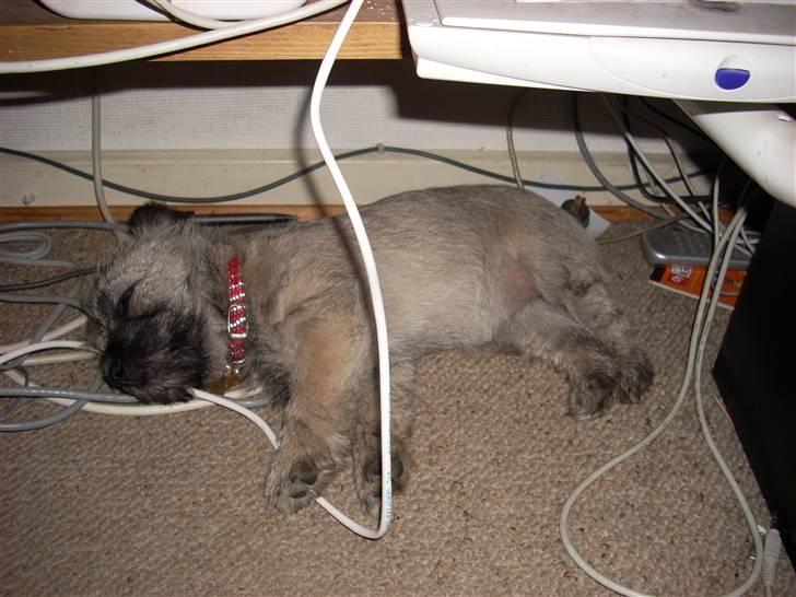 Min dejlige hund bounty billede 21