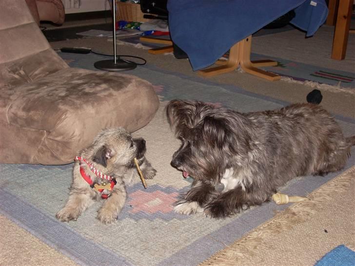 Min dejlige hund bounty billede 22