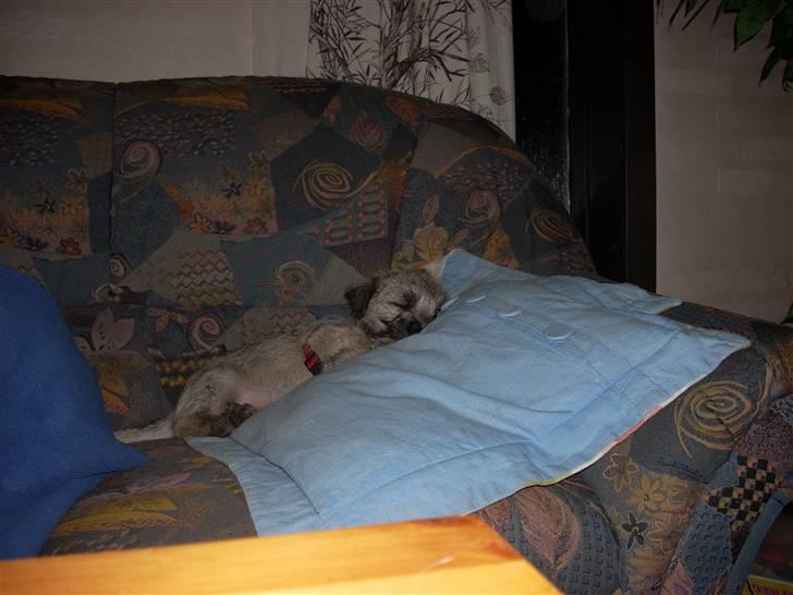 Min dejlige hund bounty billede 23