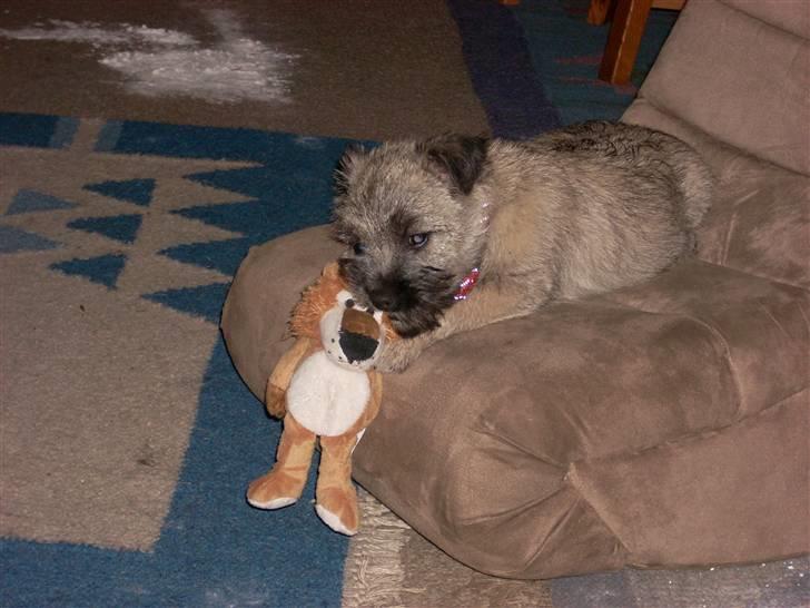 Min dejlige hund bounty billede 24