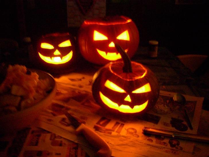 Min dejlige hund bounty billede 25