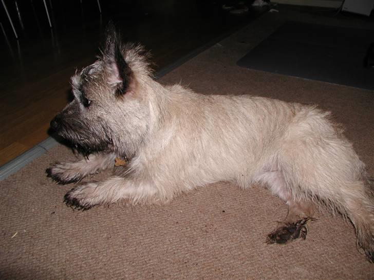 Min dejlige hund bounty billede 26