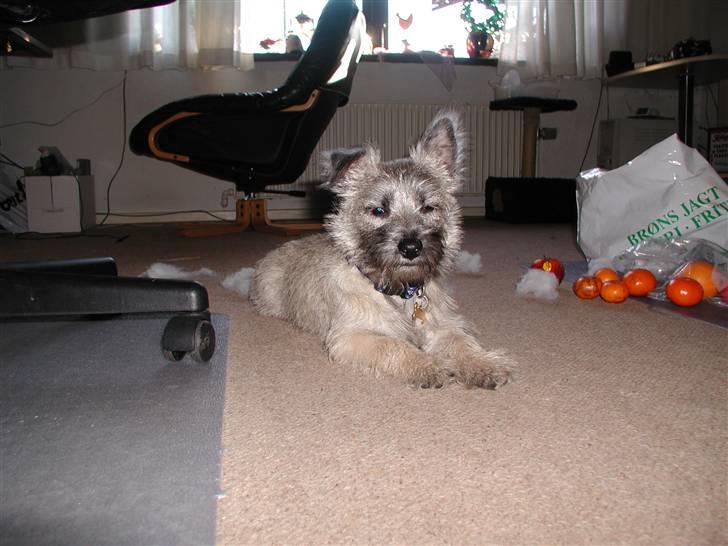 Min dejlige hund bounty billede 27