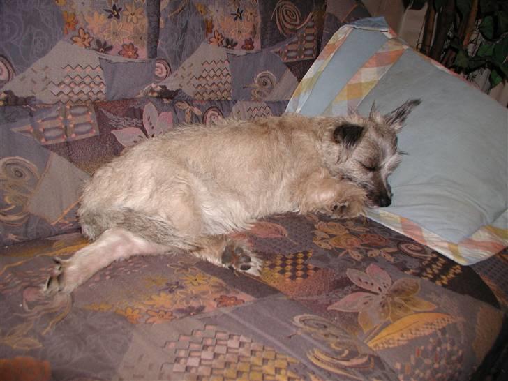 Min dejlige hund bounty billede 28