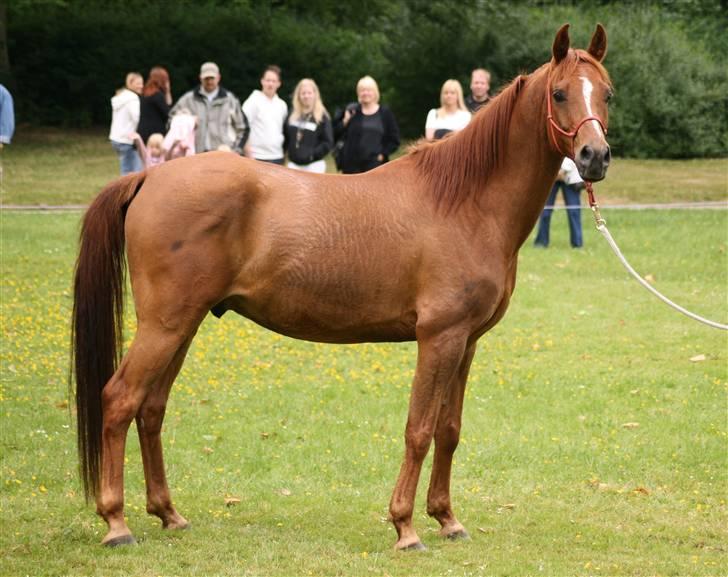 Sceance med Torben Andersen billede 3