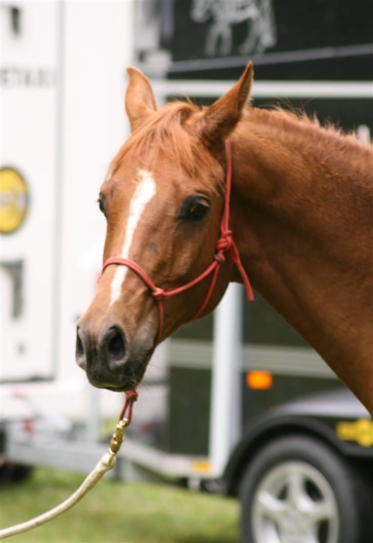 Sceance med Torben Andersen billede 5