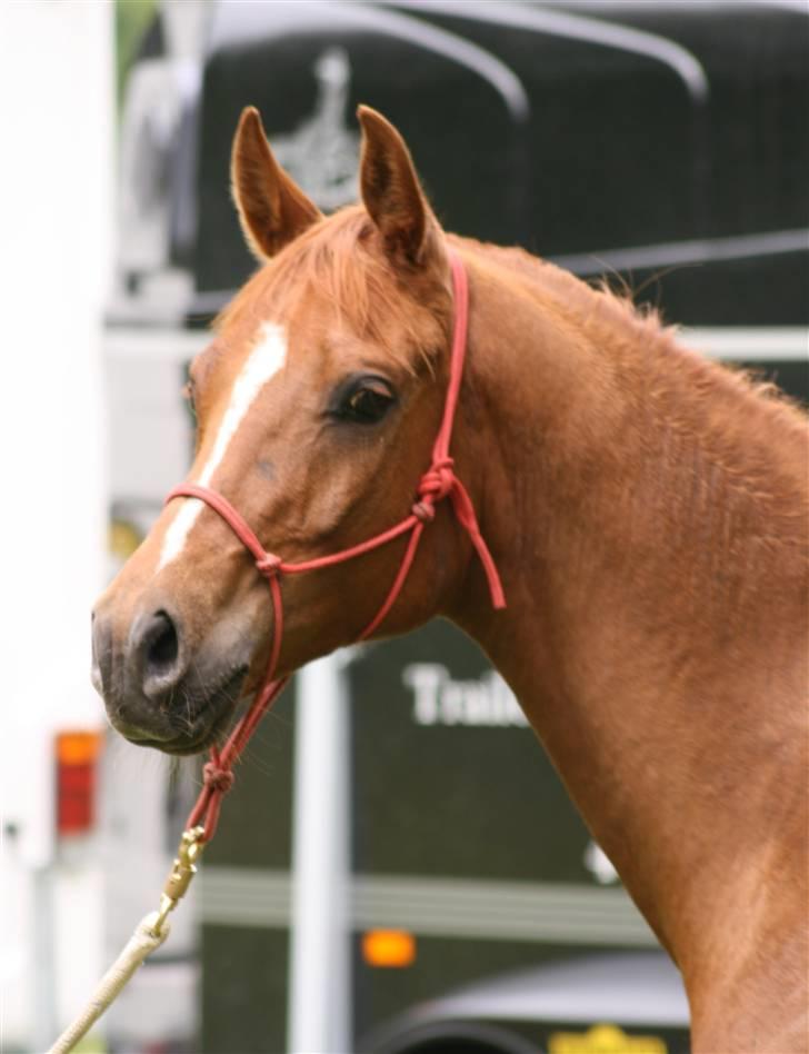 Sceance med Torben Andersen billede 6