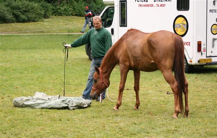 Sceance med Torben Andersen billede 7