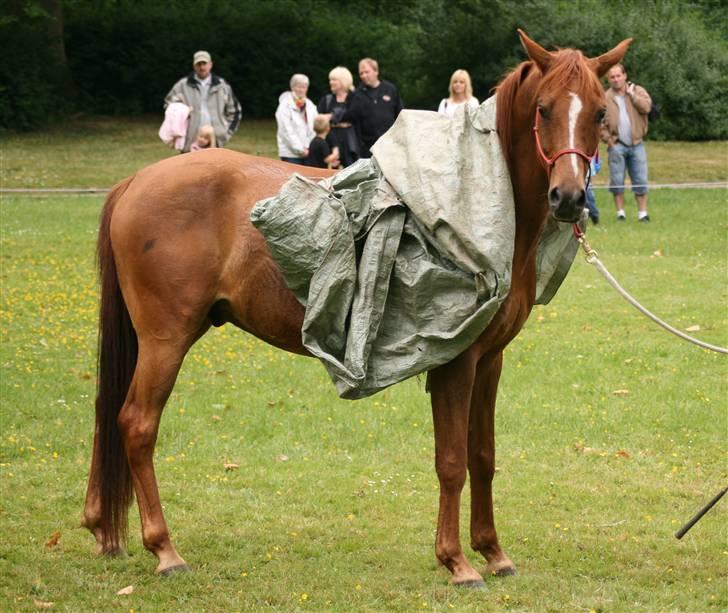 Sceance med Torben Andersen billede 10