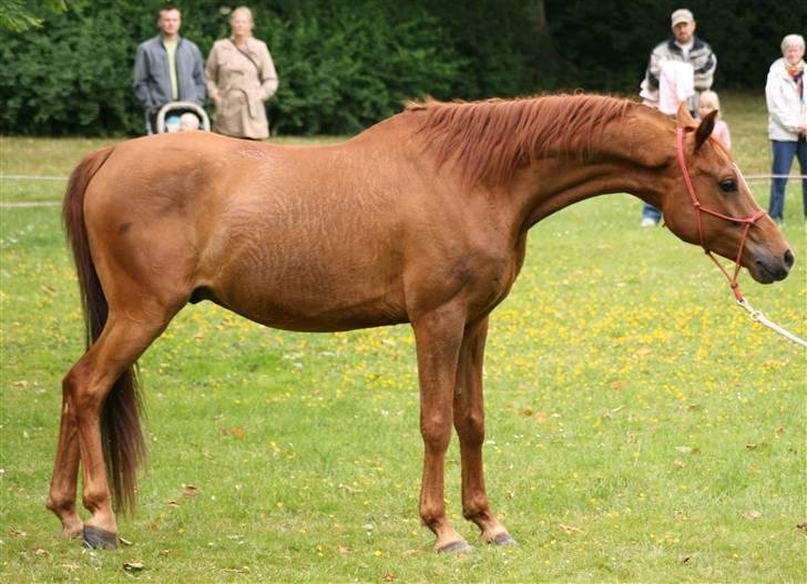 Sceance med Torben Andersen billede 11