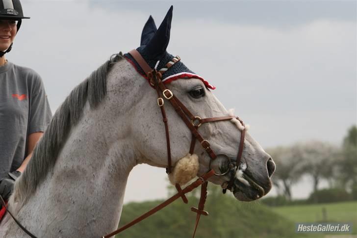 Diverse Ferrari (: - Foto : carina bisgaard. billede 1