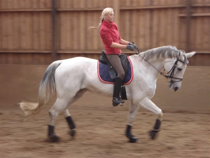 Diverse Ferrari (: - Foto : alice gosvig. billede 6