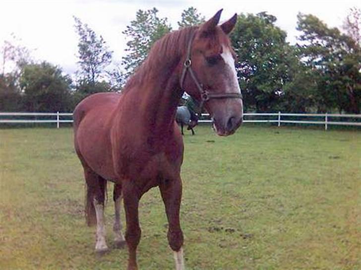 Mejlby rideklub (MER) - Min smukke piccolo. desværre død af tarmslyng.

Ejer: Mejlby rideklub
Fødselsår: 1996 (død år 2005) 
Passer: sabbe￼Højde: 175 ca. 
￼Temperament: varm, meget præget af hans fortid, alt afhængig af hans opførsel, han skal rides meget blødt, næsten kun ved hjælp af sæde og min rytme.... 
￼Gangarter: skridt, middel trav over middel, galop over middel især trav og galop. han svæver i traven, flyver nærmest, og hans galop er super, går rigtig godt ind under sig... 
￼Stævner: 1 hvad jeg ved af. lc1 m. galop og begynder 2 med trav. med mig. fik at vide at han ville have været omkring 100000 kr værd i holland og at han har gået LA. men hans fortid er væk, han har været hos for mange forskellige ejere det halve år han har været i dk 
￼Stamtavle: øhh.... han kommer fra holland. 
￼Køn: vallak 
￼Beskrivelse: følsom, varm, kæelen hvis han er tryg, nem at hidse op, nervøs, men kan over for dem han kender godt være ekstremt tillidsfuld, meget, meget opmærksom på alt, han skal VIRKELIG have en blød hånd, man kan ride ham fra skridt til trav og trav til galop bare ved at ændre rytmen med sit sæde!
mengår det godt, og rider man ham kærligt er han et stort talent, og en stjerne. stor kapacitet!

han er desværre død, men fik tidligere af moderator lov til at oprette ham. desværre var billederne ikke så gode, så fik ikke stemt ham ind. nu er billederne blevet lagt ind på en anden måde, så håber de er bedre nu....håber i vil stemme ham ind. HVIS NOGEN AF JER KENDER NOGET TIL HANS FORTID SÅ SKRIV! billede 1