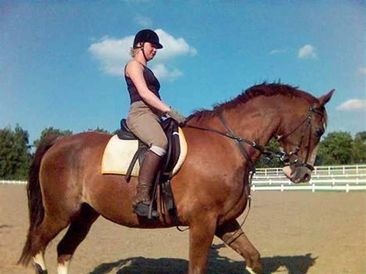 Mejlby rideklub (MER) - Pænt og afslappet billede 3