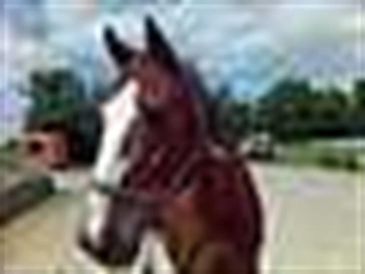 Mejlby rideklub (MER) - Så følle... billede 6