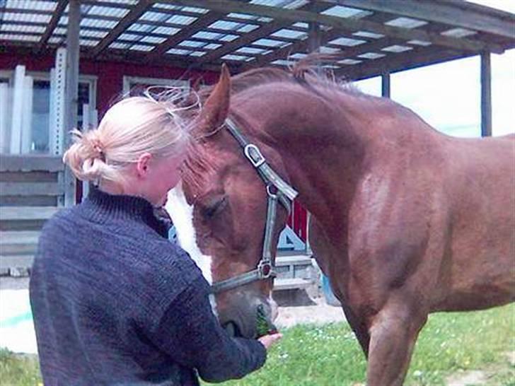 Mejlby rideklub (MER) - Nussetrold billede 7