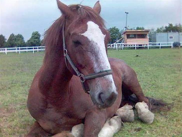 Mejlby rideklub (MER) - Gaaab, første gang nogen kom så tæt på på folden. billede 8