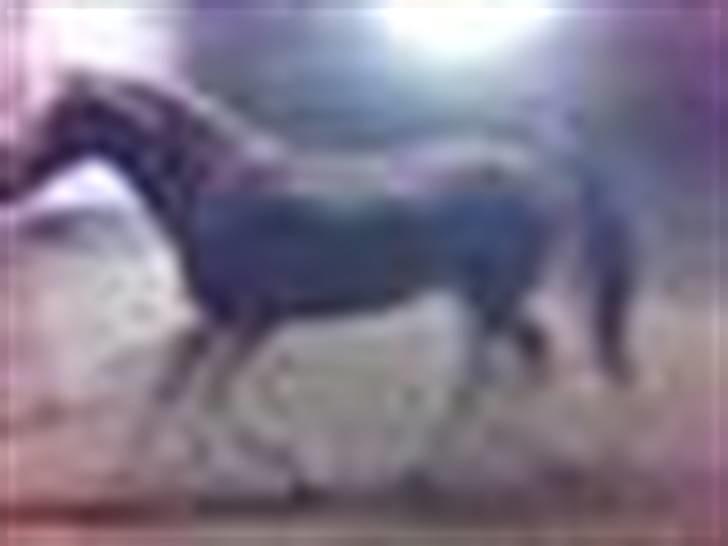 Mejlby rideklub (MER) billede 11