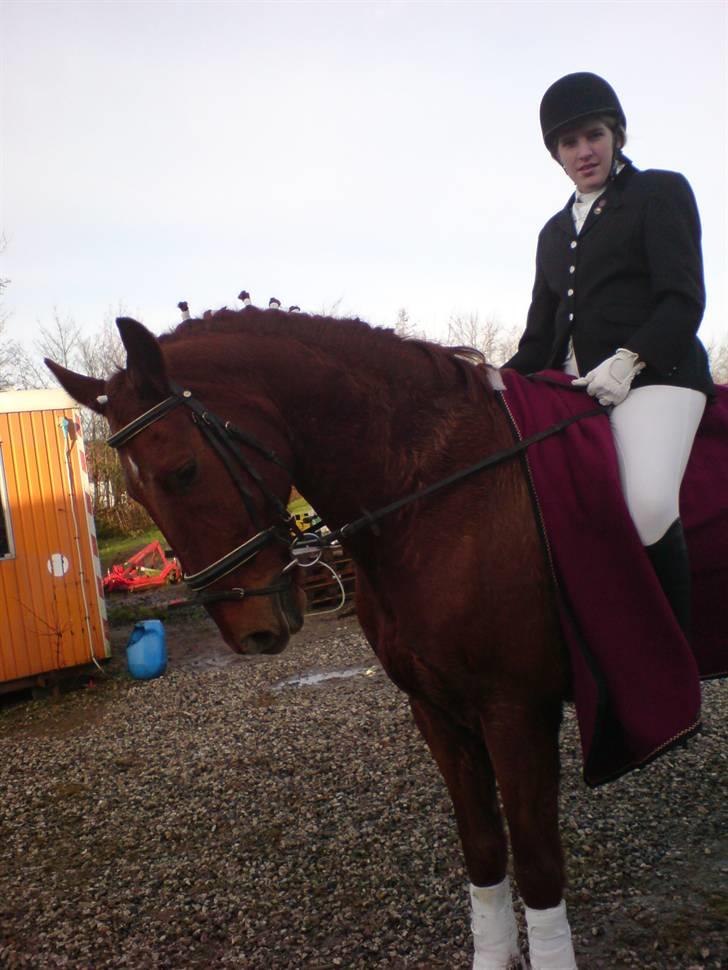 Mejlby rideklub (MER) - Pergo og betina elevhest og passer billede 15