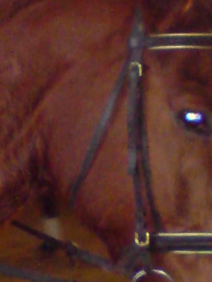 Mejlby rideklub (MER) - Pergo billede 17