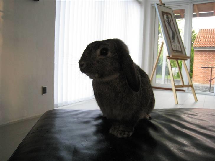 Min hop kanin Fiddi :) billede 1