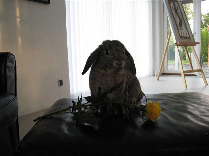 Min hop kanin Fiddi :) billede 2