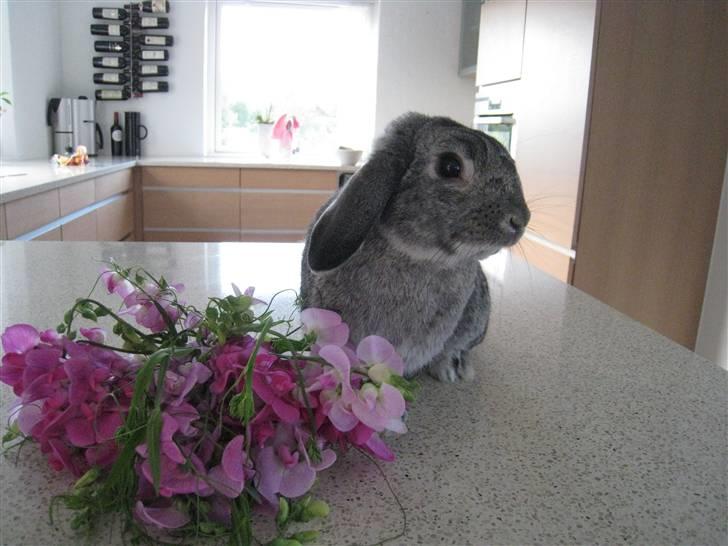 Min hop kanin Fiddi :) billede 3