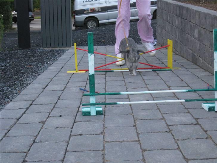 Min hop kanin Fiddi :) billede 4