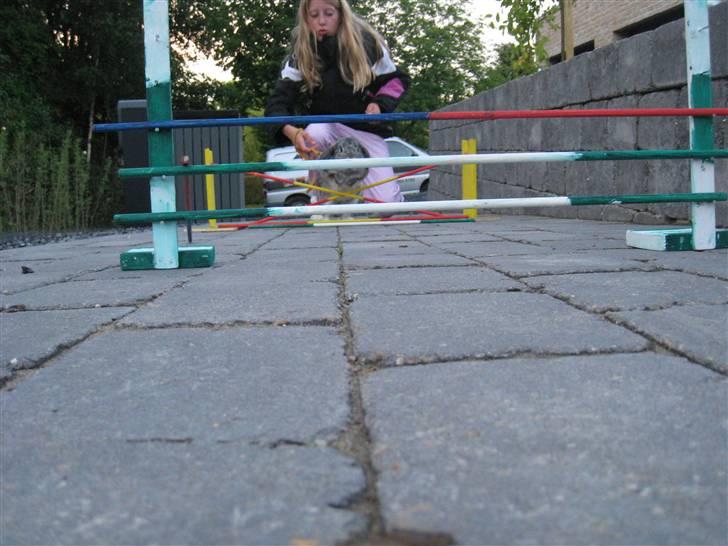 Min hop kanin Fiddi :) billede 5