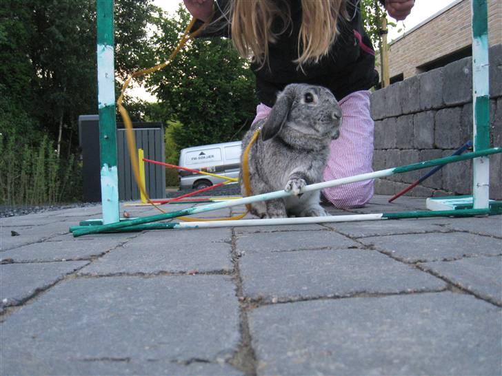 Min hop kanin Fiddi :) billede 6