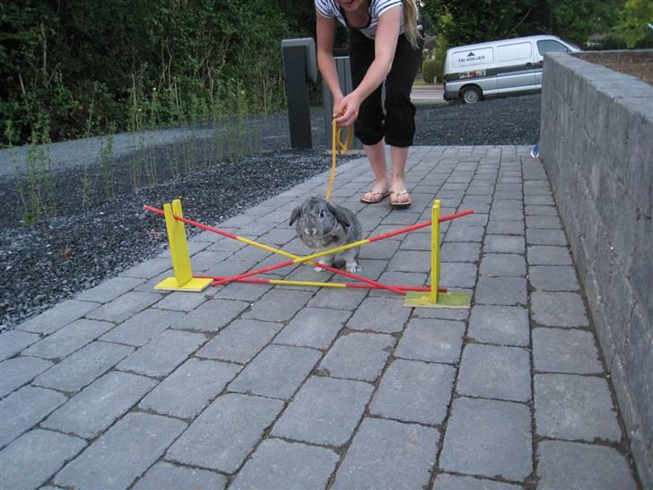 Min hop kanin Fiddi :) billede 7