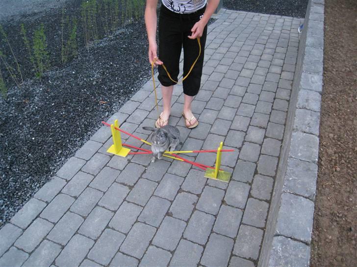 Min hop kanin Fiddi :) billede 8