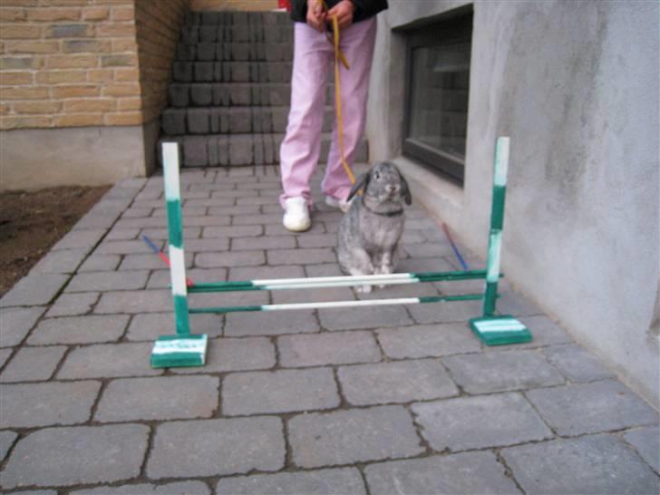 Min hop kanin Fiddi :) billede 9