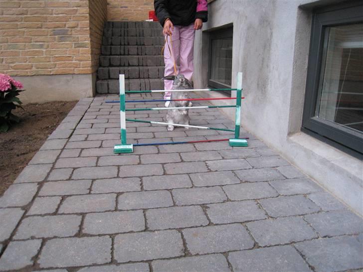 Min hop kanin Fiddi :) billede 10