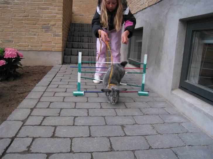 Min hop kanin Fiddi :) billede 11