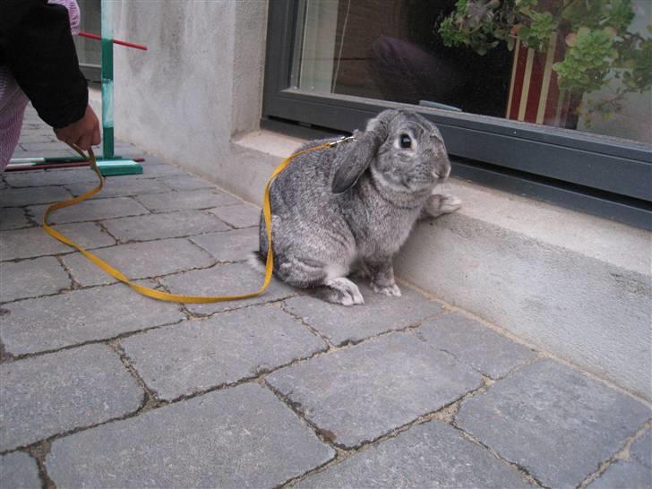 Min hop kanin Fiddi :) billede 12