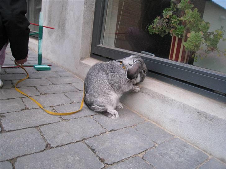 Min hop kanin Fiddi :) billede 13