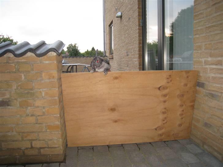 Min hop kanin Fiddi :) billede 14