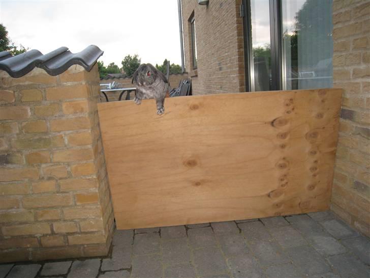 Min hop kanin Fiddi :) billede 15