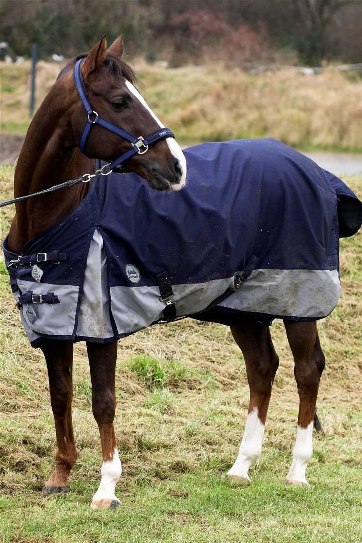 Nogle flotte tegninger af ferrai - 3 billede 7