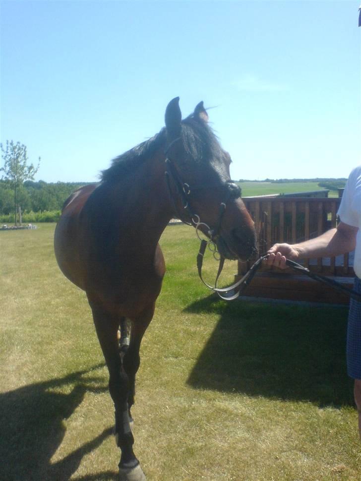 Pingo, Miss Zeikon og Ard Chuan Millenium :) billede 2