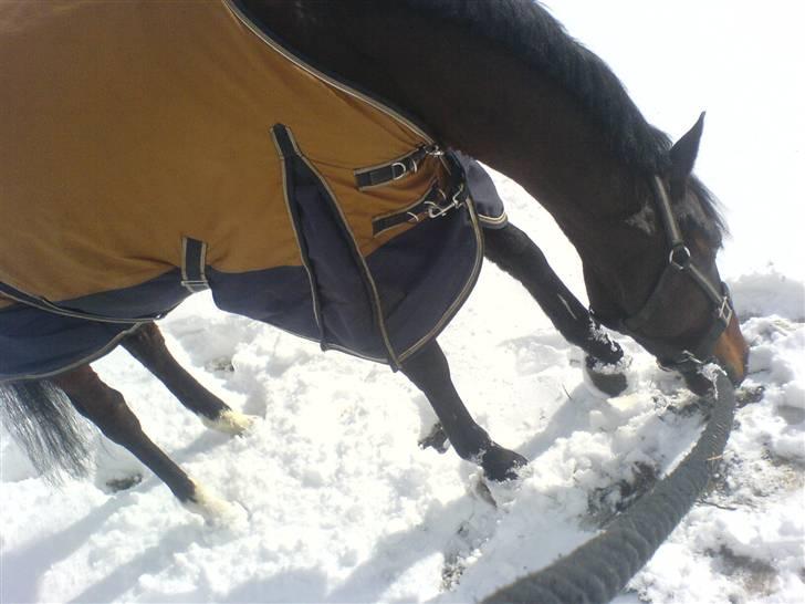 Pingo, Miss Zeikon og Ard Chuan Millenium :) billede 3