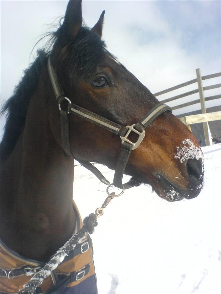 Pingo, Miss Zeikon og Ard Chuan Millenium :) billede 4