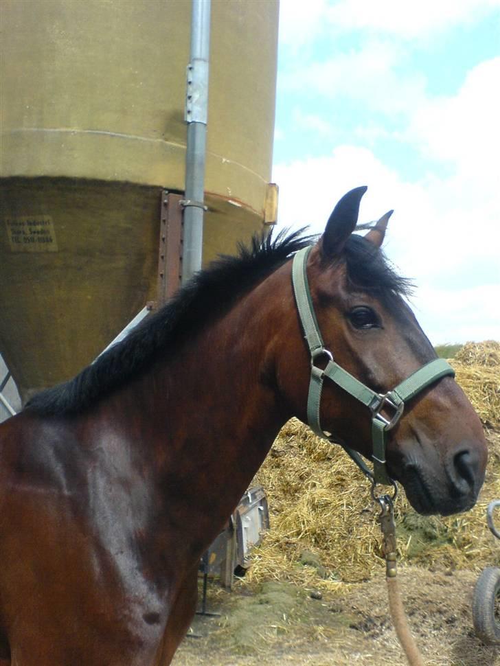 Pingo, Miss Zeikon og Ard Chuan Millenium :) billede 5