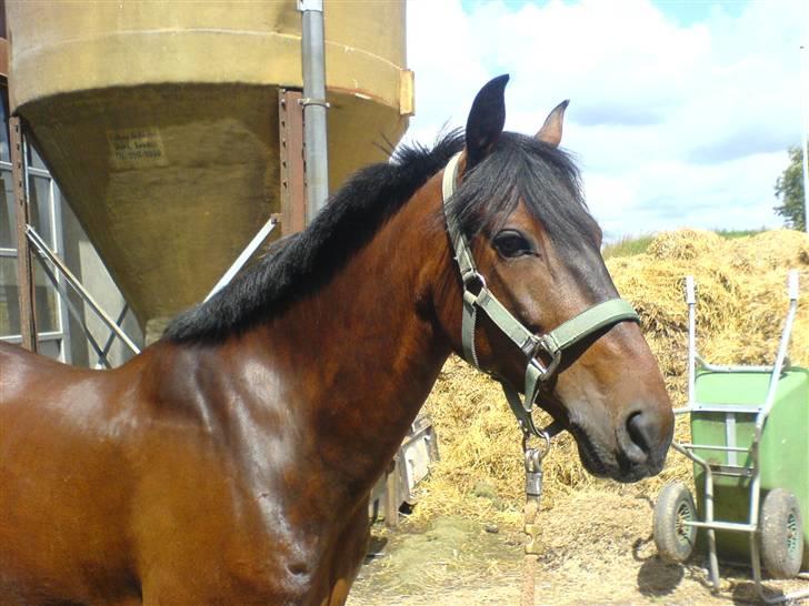 Pingo, Miss Zeikon og Ard Chuan Millenium :) billede 6