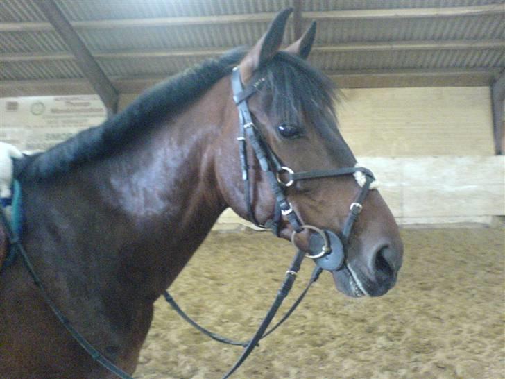 Pingo, Miss Zeikon og Ard Chuan Millenium :) billede 7