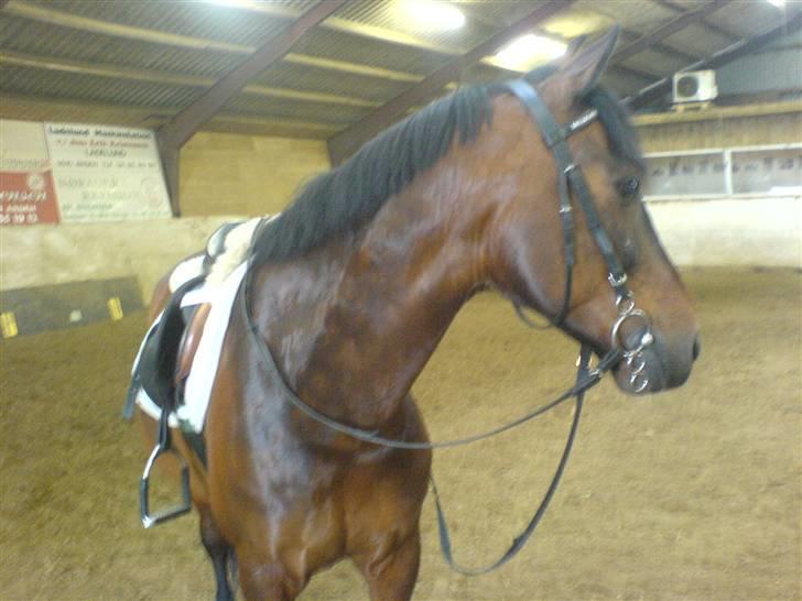 Pingo, Miss Zeikon og Ard Chuan Millenium :) billede 8