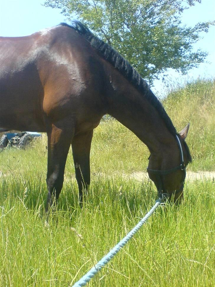 Pingo, Miss Zeikon og Ard Chuan Millenium :) billede 9